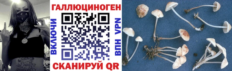 Псилоцибиновые грибы Psilocybe  Купить  Михайловка 